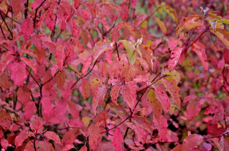 A medium-sized deciduous shrub with arguably the most intensely coloured winter stems of all Cornus, appearing yellow at the base