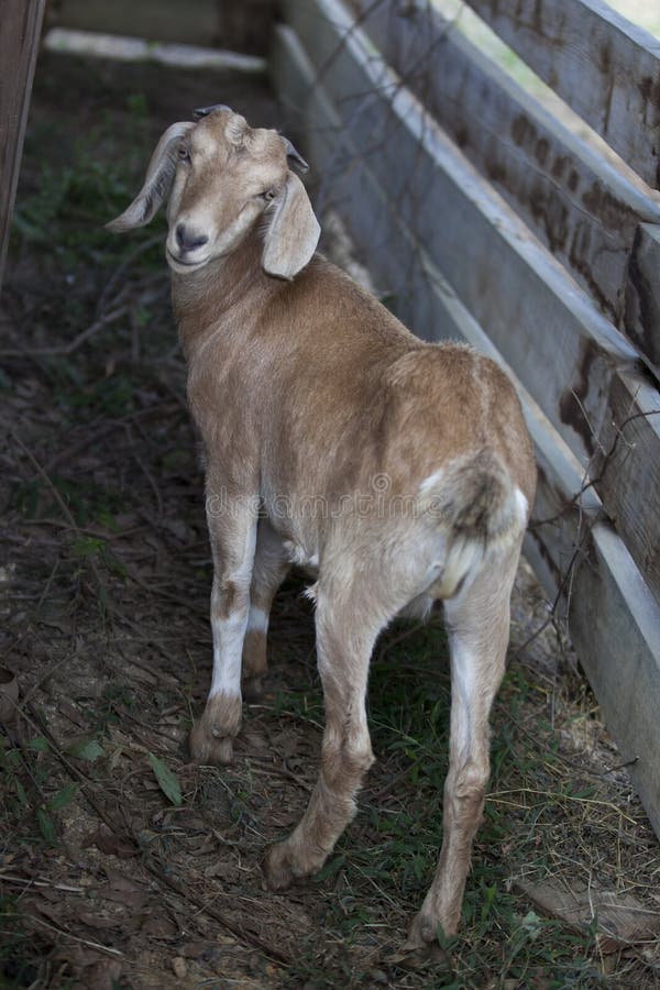 Medium Sized Goat In Barn Stable Stock Photo Image Of Brown