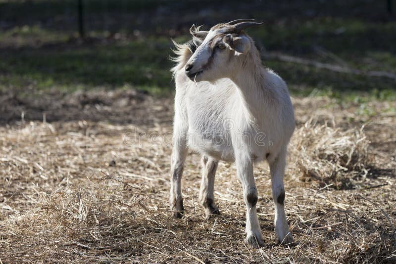 Medium Sized Goat Standing in Pasture Field. Stock Image Image of