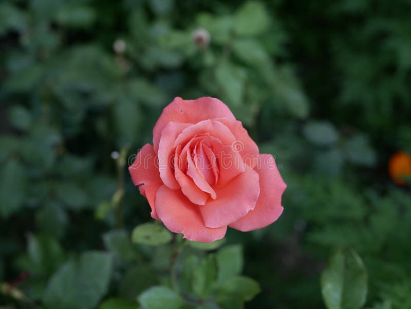 A Medium-sized Pink Rose Blooms in a City Park on a Sunny Summer Day. a ...