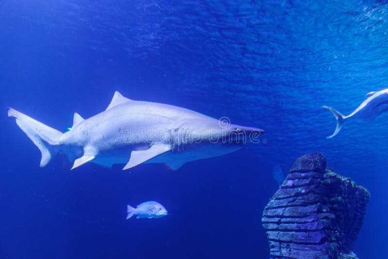 Medium Sized Shark Inside an Aquarium, Fish Theme Stock Photo Image