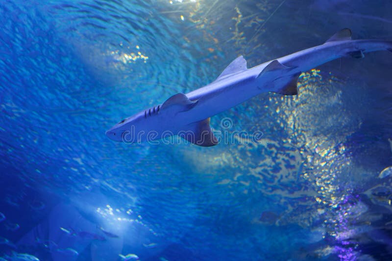Medium Sized Shark Inside an Aquarium, Fish Theme Stock Photo Image