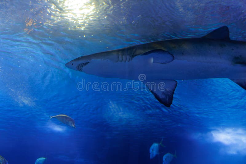 Medium Sized Shark Inside an Aquarium, Fish Theme Stock Image Image