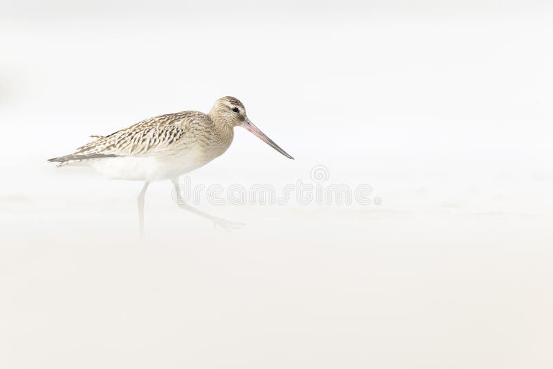 A bar-tailed godwit foraging during fall migration on the beach. royalty free stock image