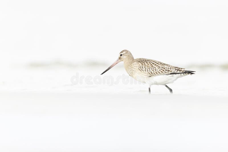 A bar-tailed godwit foraging during fall migration on the beach. stock photography