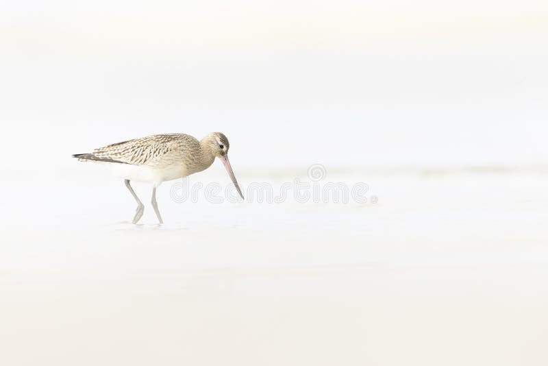 A bar-tailed godwit foraging during fall migration on the beach. royalty free stock image