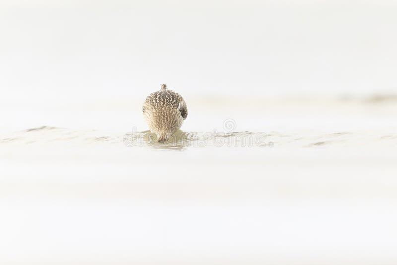 A bar-tailed godwit foraging during fall migration on the beach. royalty free stock photos
