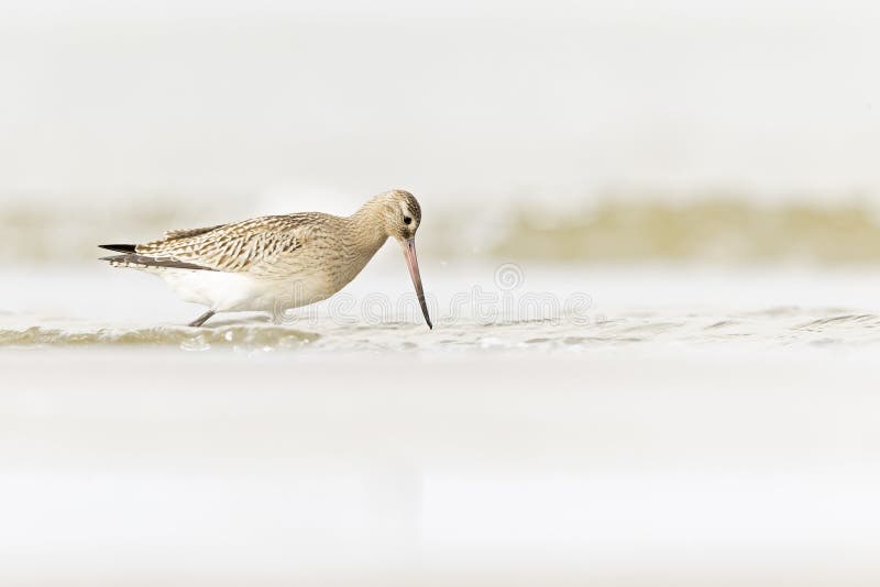 A bar-tailed godwit foraging during fall migration on the beach. stock image