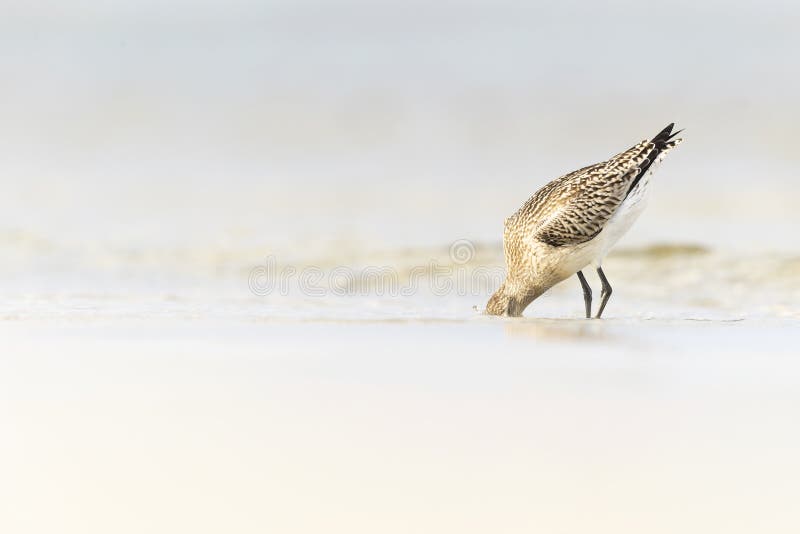 A bar-tailed godwit foraging during fall migration on the beach. royalty free stock image