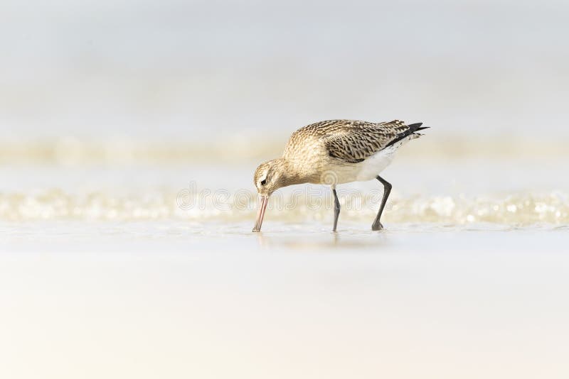 A bar-tailed godwit foraging during fall migration on the beach. royalty free stock images