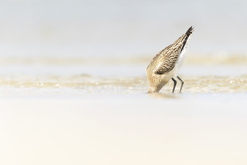 A bar-tailed godwit foraging during fall migration on the beach. royalty free stock photo