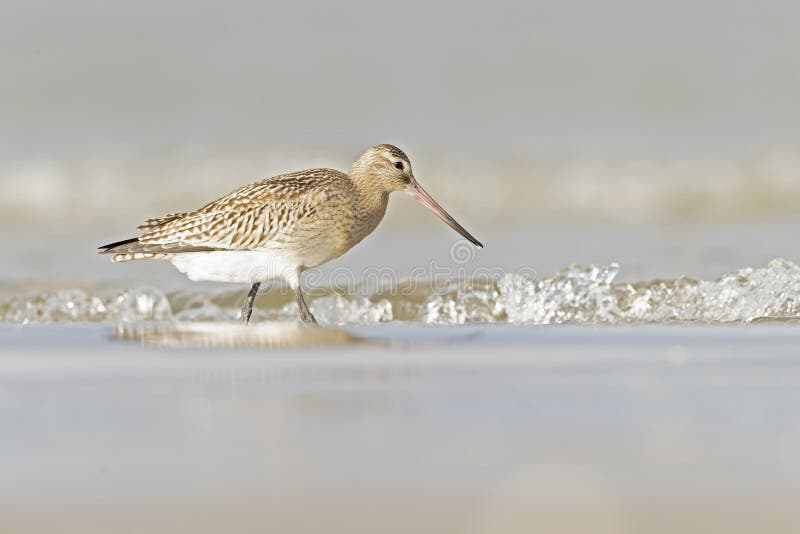 A bar-tailed godwit foraging during fall migration on the beach. stock images