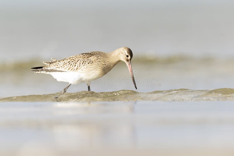 A bar-tailed godwit foraging during fall migration on the beach. royalty free stock images