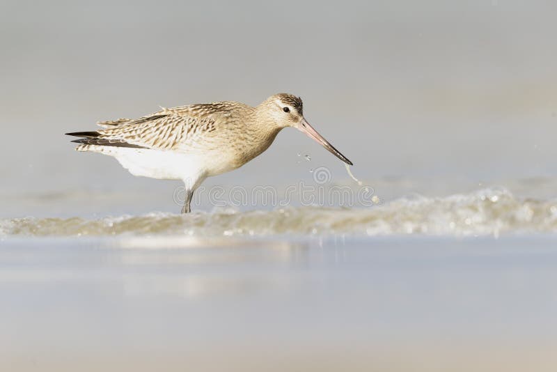 A bar-tailed godwit foraging during fall migration on the beach. stock images