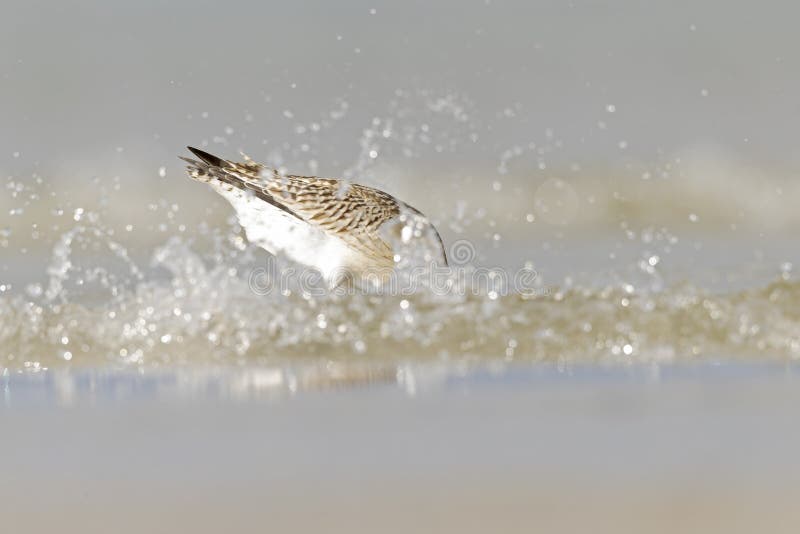 A bar-tailed godwit foraging during fall migration on the beach. stock images
