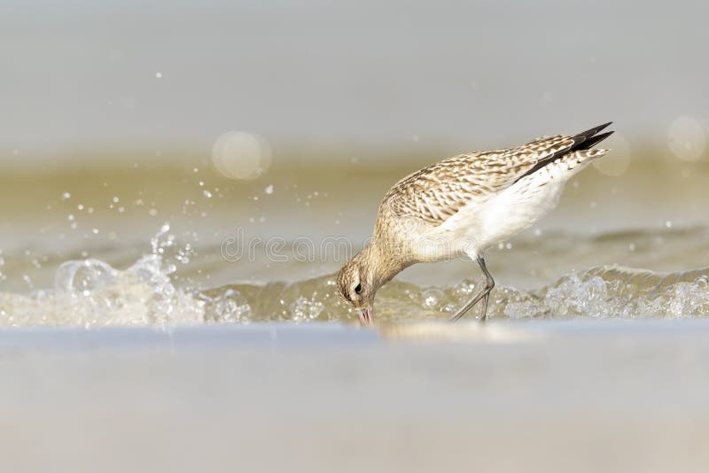 A bar-tailed godwit foraging during fall migration on the beach. stock image