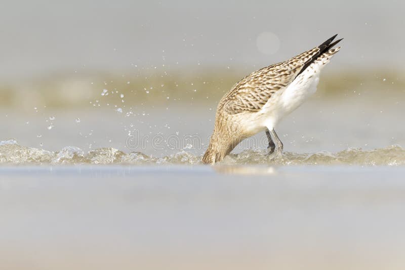 A bar-tailed godwit foraging during fall migration on the beach. stock photo