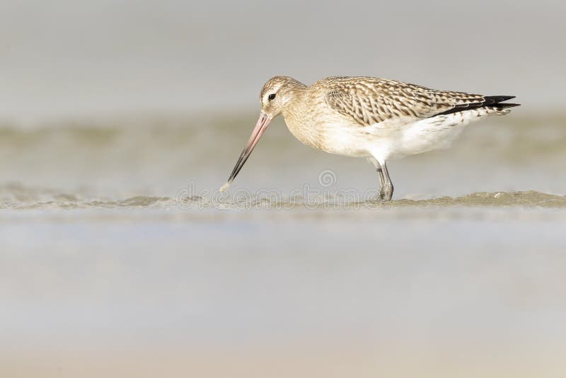 A bar-tailed godwit foraging during fall migration on the beach. royalty free stock images