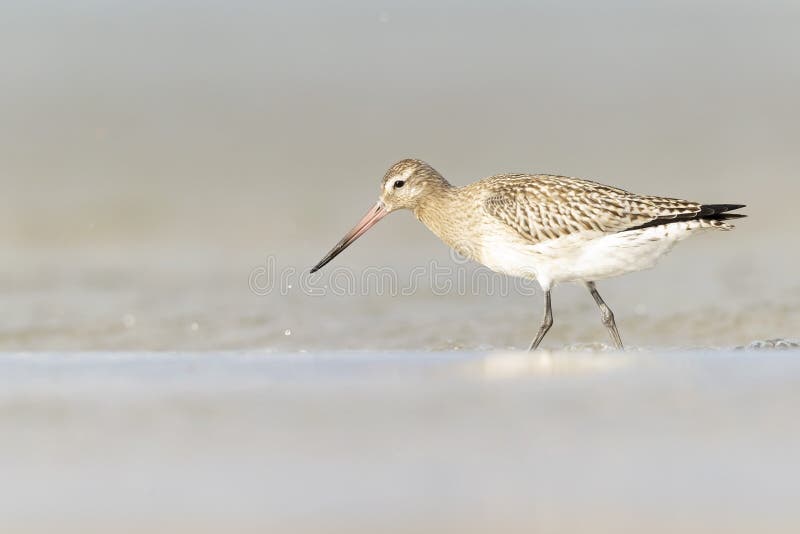A bar-tailed godwit foraging during fall migration on the beach. royalty free stock images
