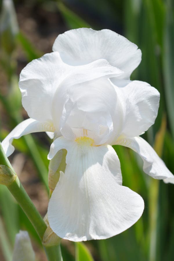 Medium Tall Bearded Iris royalty free stock photography