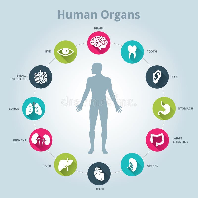 Medizinische Ikone der menschlichen Organe stellte mit Körper in der Mitte ein