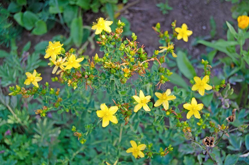 Medizinische Kräuter des Hypericum im Garten stockfoto Medizinische Kräuter des Hypericum im Garten stockfoto