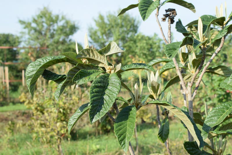 Mišpule Crataegus germanica, Mespilus germanica a mladé listy