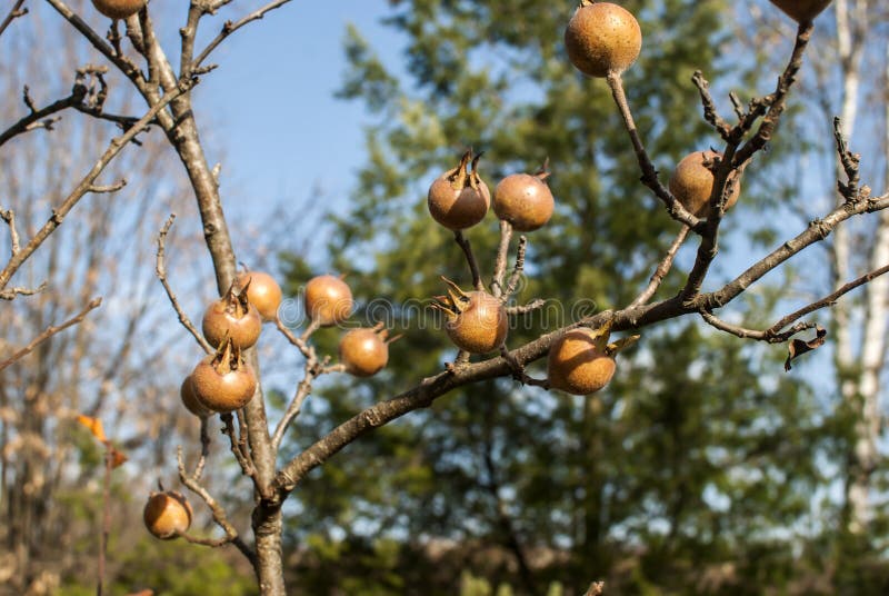 Medlar fruit closeup stock image. Image of fresh, healthy 236149643