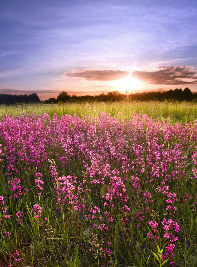 Flower and sunset stock image. Image of detail, sunset - 37535403