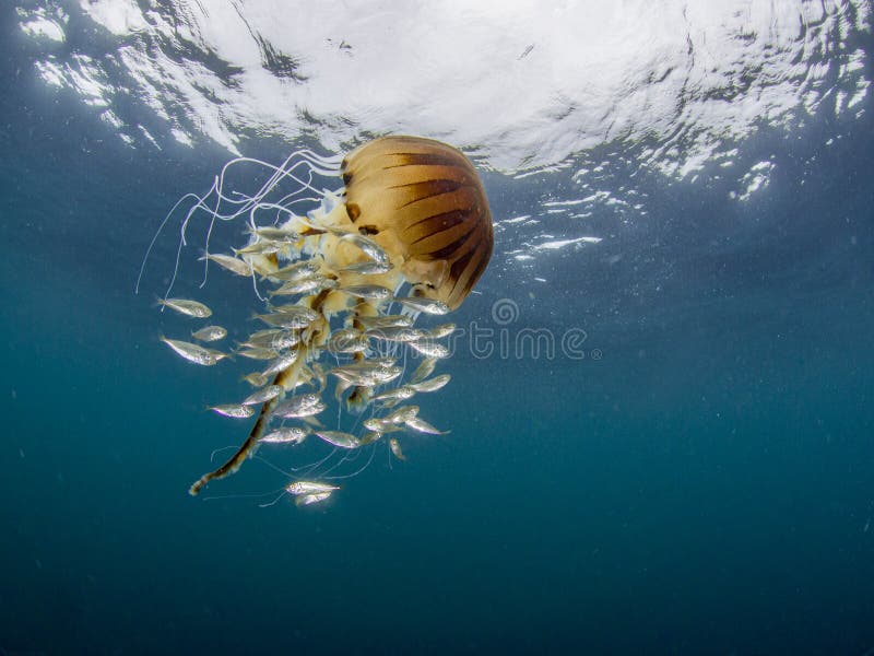 Compass Jellyfish showing its tentacles and glorious bell with a juvenile horse mackerel in the blue water of Cornwall, England. Compass Jellyfish showing its tentacles and glorious bell with a juvenile horse mackerel in the blue water of Cornwall, England.