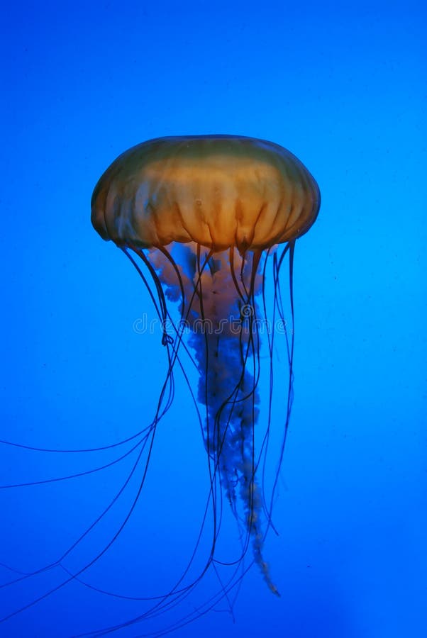 Medusa jellyfish