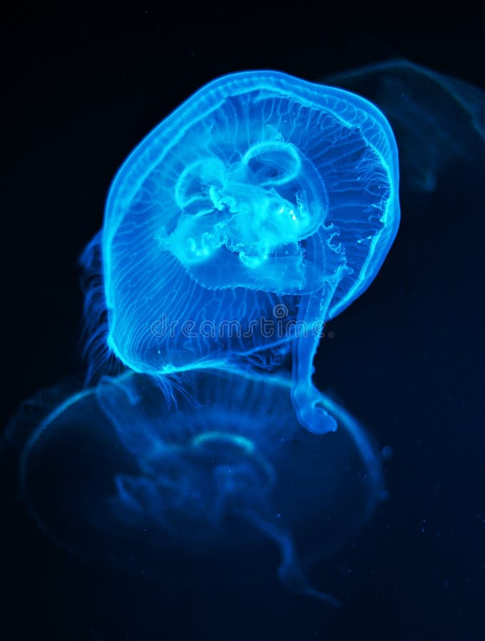 A medusa nada na água imagens de stock A medusa nada na água imagens de stock