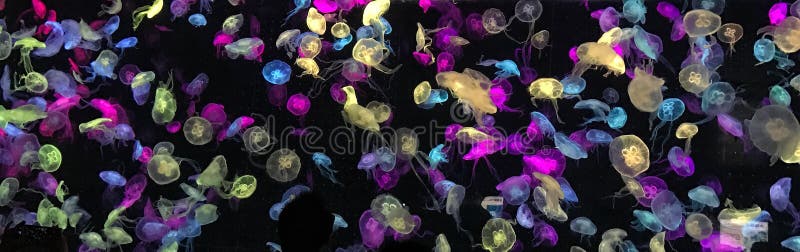 Colorful jellyfish in black background. Colorful jellyfish in black background