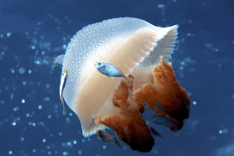 Peaceful image of a Mosaic Jellyfish. Peaceful image of a Mosaic Jellyfish