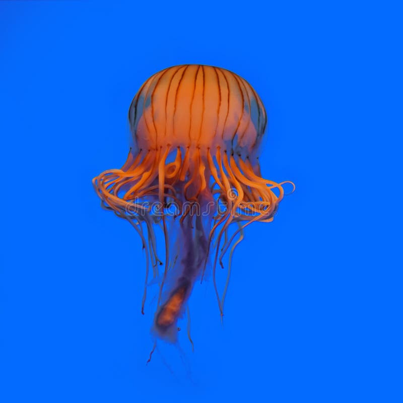 Jellyfish isolated on blue water background. Jellyfish isolated on blue water background