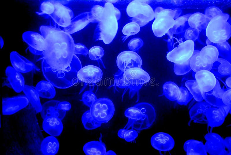 Jellyfish tank in the zoo of vienna. Jellyfish tank in the zoo of vienna