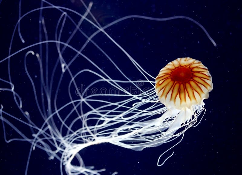 Pacific sea nettle jellyfish with flowing tentacles. Pacific sea nettle jellyfish with flowing tentacles