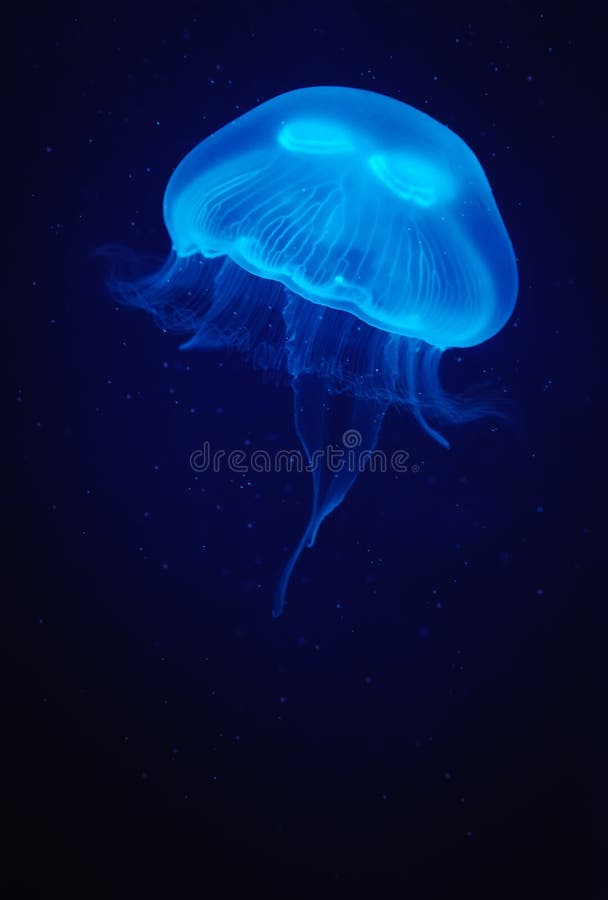 Beautiful jellyfish underwater against deep blue background. Beautiful jellyfish underwater against deep blue background