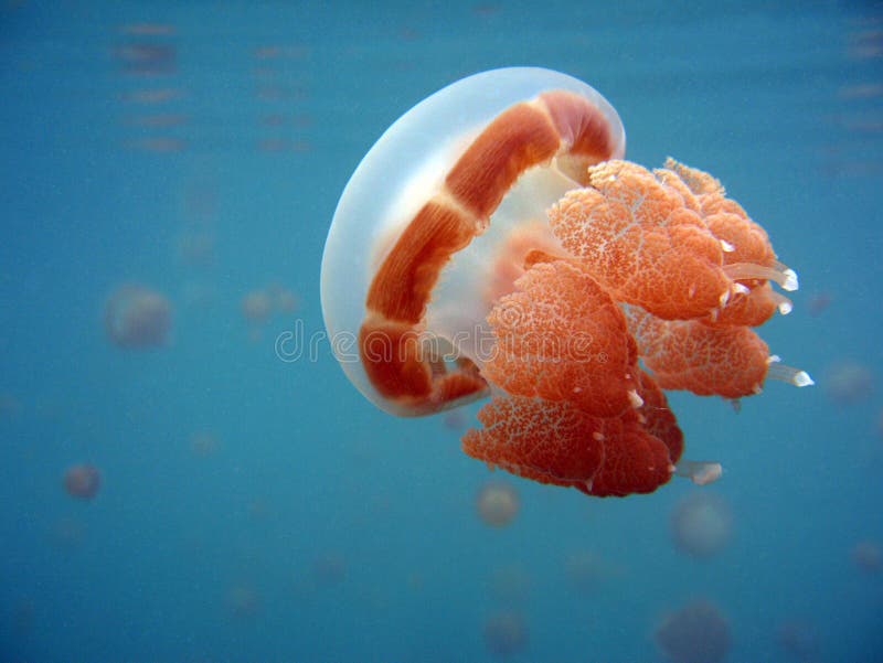 Ornate Cassiopeia Jellyfish, Jellyfish Lake, Kakaban, Indonesia. Ornate Cassiopeia Jellyfish, Jellyfish Lake, Kakaban, Indonesia