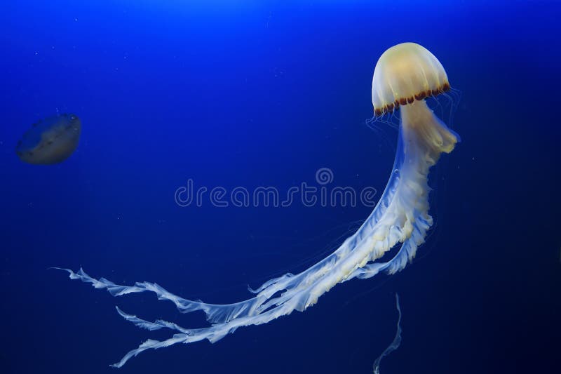 A jellyfish in blue water at Malapascua, Philippines. A jellyfish in blue water at Malapascua, Philippines