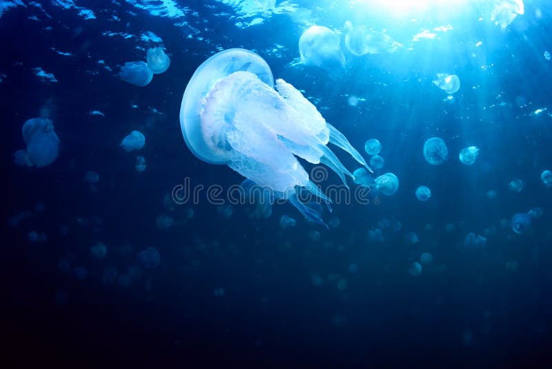 Endemic jellyfish (Rhizostoma pulmo) in The Black Sea. Endemic jellyfish (Rhizostoma pulmo) in The Black Sea