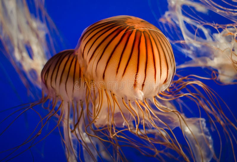 Northern Sea Nettle Jellyfish. Northern Sea Nettle Jellyfish