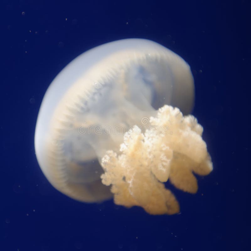 A close up of a Jellyfish in water. A close up of a Jellyfish in water.