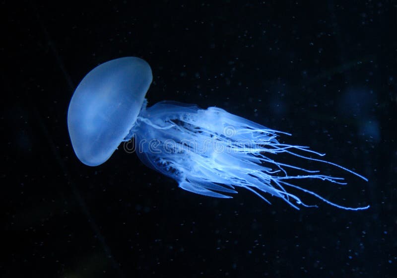 A jellyfish in an aquarium tank . A jellyfish in an aquarium tank .