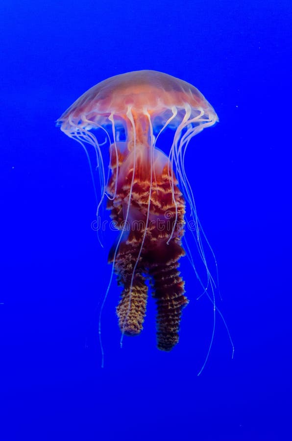 Black sea nettle jellyfish (Chrysaora achlyos) floating in an aquarium tank. Black sea nettle jellyfish (Chrysaora achlyos) floating in an aquarium tank