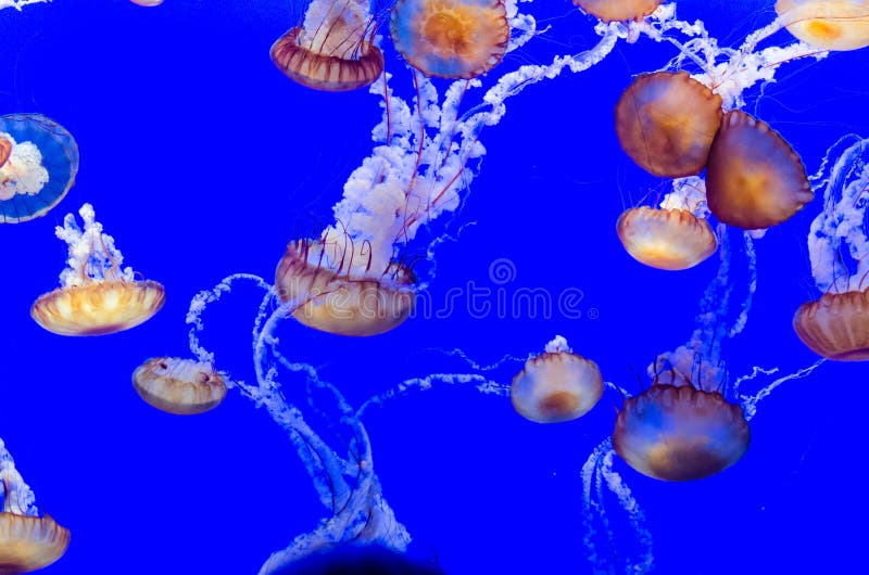 Black sea nettle jellyfish (Chrysaora achlyos) floating in an aquarium tank. Black sea nettle jellyfish (Chrysaora achlyos) floating in an aquarium tank