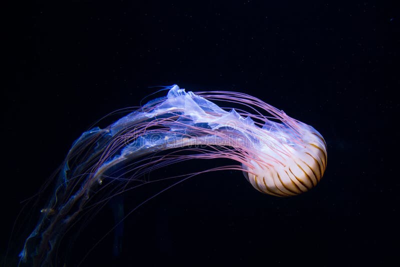 Colorful jellyfish with violet and blue flowing tentacles isolated on black background. Colorful jellyfish with violet and blue flowing tentacles isolated on black background.