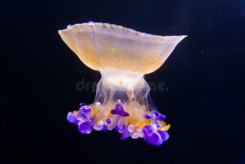 Beautiful jellyfish floating in aquarium water. Beautiful jellyfish floating in aquarium water