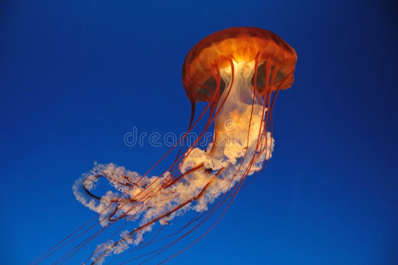 Beautiful jellyfish on blue background. Beautiful jellyfish on blue background