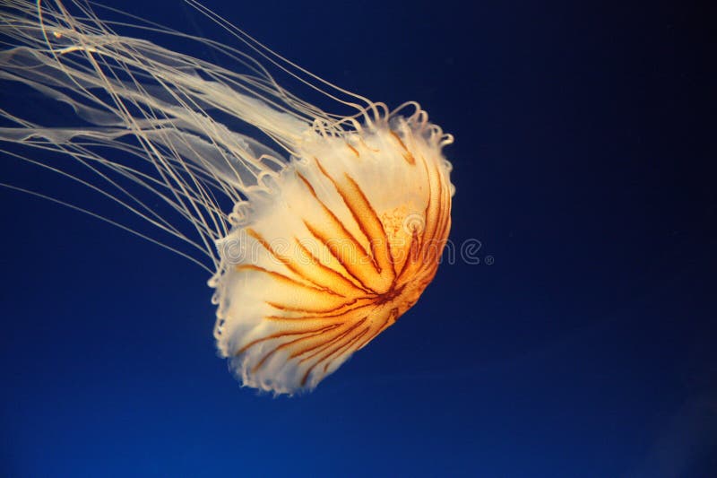 Beautiful jellyfish on blue background. Beautiful jellyfish on blue background